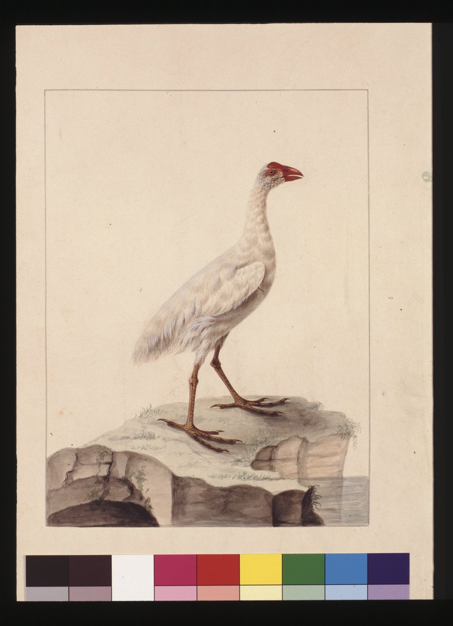 Page 16. White Fulica. Now known as a White Gallinule (extinct), c.1789-90 (watercolor) 作者 莎拉·斯通（Sarah Stone）