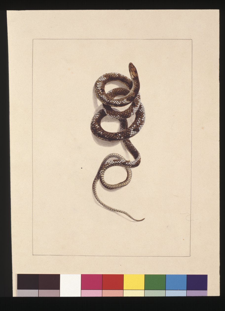 Page 20. Snake No.1. Now known as a Brown Snake, c.1789-90 (watercolor) 作者 莎拉·斯通（Sarah Stone）