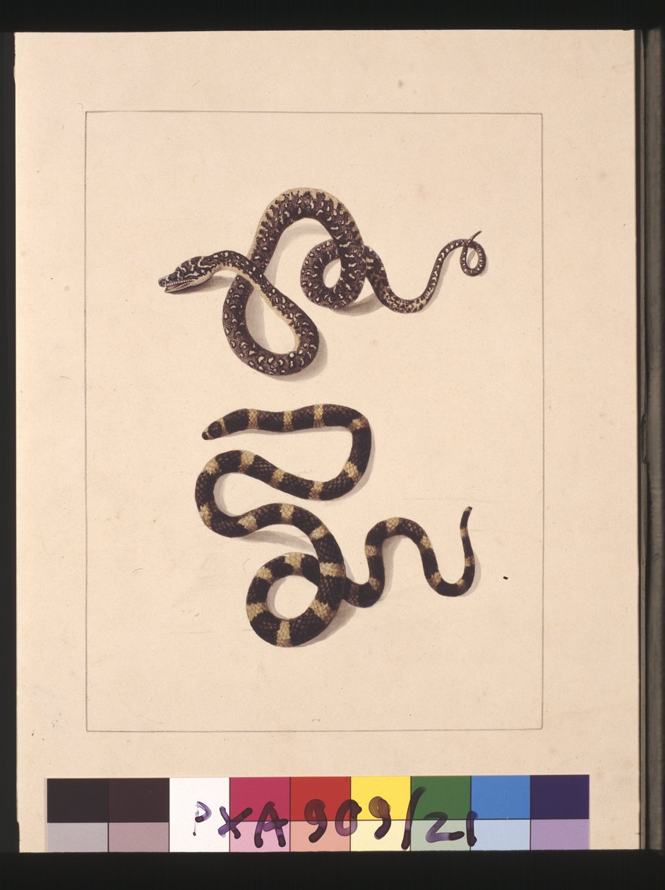 第 21 页。 蛇 1 号和 2 号。 现在被称为年轻的钻石蛇和班迪乐队，c.1789-90（水彩） 作者 莎拉·斯通（Sarah Stone）