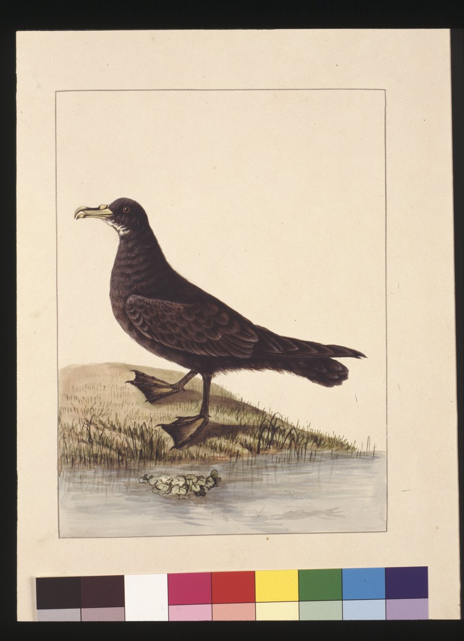 Page 24. Fuliginous Peteril. Now known as a White-chinned Petrel, c.1789-90 (watercolor) 作者 莎拉·斯通（Sarah Stone）