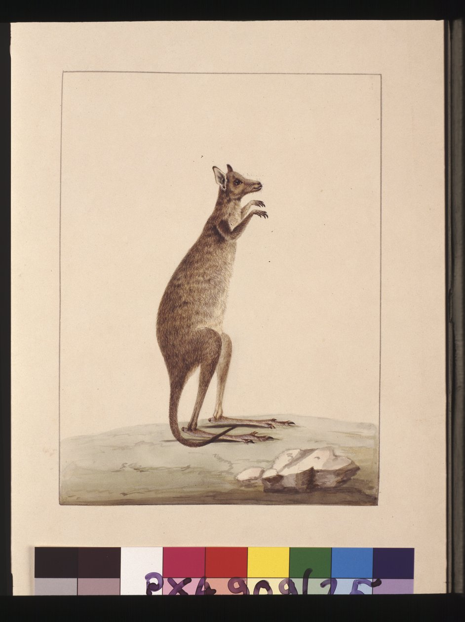 Page 25. A Kangaroo. Now known as a Kangaroo. Appears to be a Sarah Stone copy of a Charles Catton Junr. plate, c.1789-90 (watercolor) 作者 莎拉·斯通（Sarah Stone）