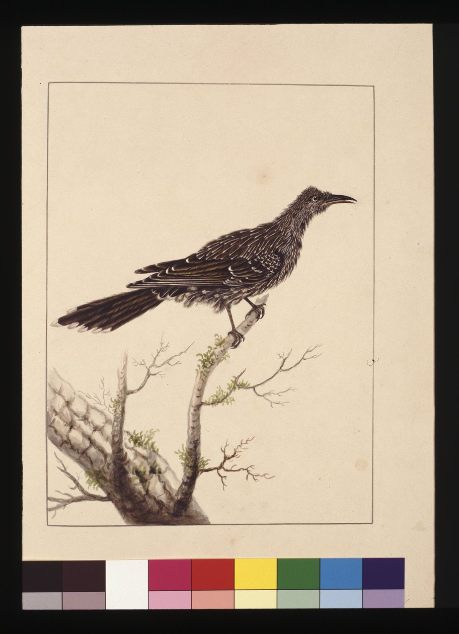 第 26 页。 Wattled Bee Eater 雌性。 现在被称为小荆鸟，c.1789-90（水彩） 作者 莎拉·斯通（Sarah Stone）