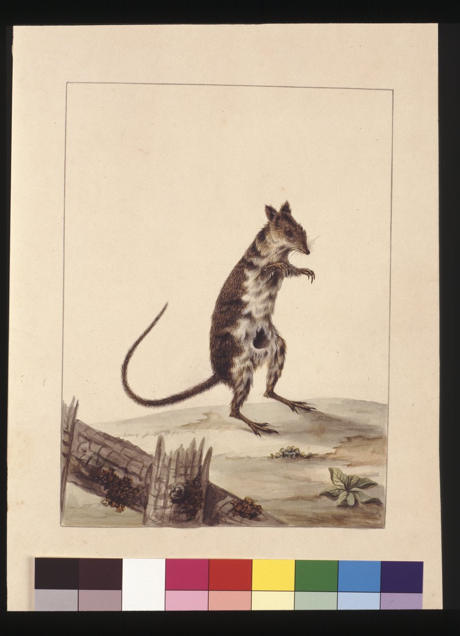 第27页。Poto Roo或袋鼠。现在被称为Rufous Rat，袋鼠，约1789-90（水彩）。 作者 莎拉·斯通（Sarah Stone）