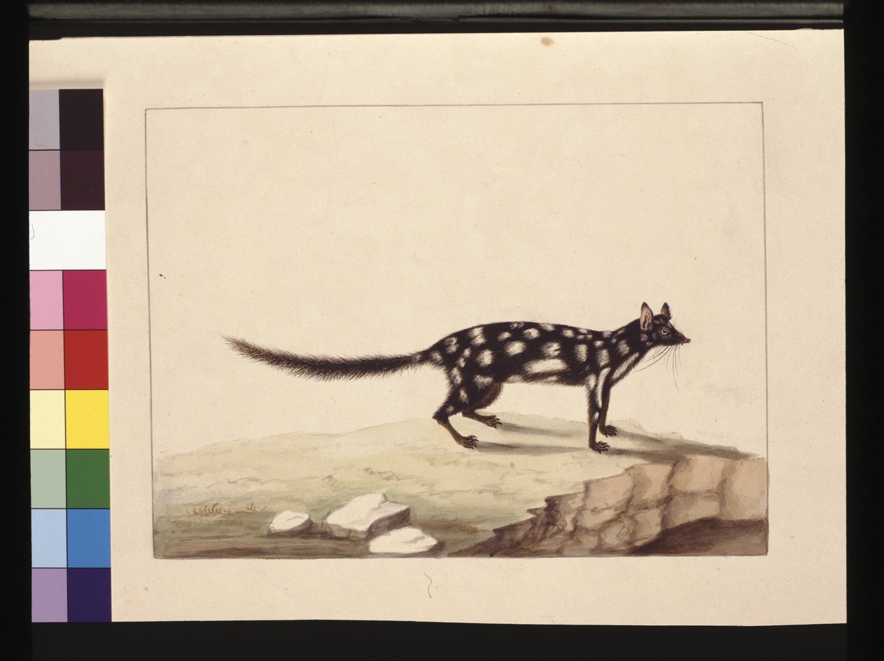 第 28 页。 Tapoa Tafa。 现在被称为 Dasyurus 袋鼬。 似乎是 Charles Catton Junr 的 Sarah Stone 副本。 盘子，c.1789-90（水彩） 作者 莎拉·斯通（Sarah Stone）