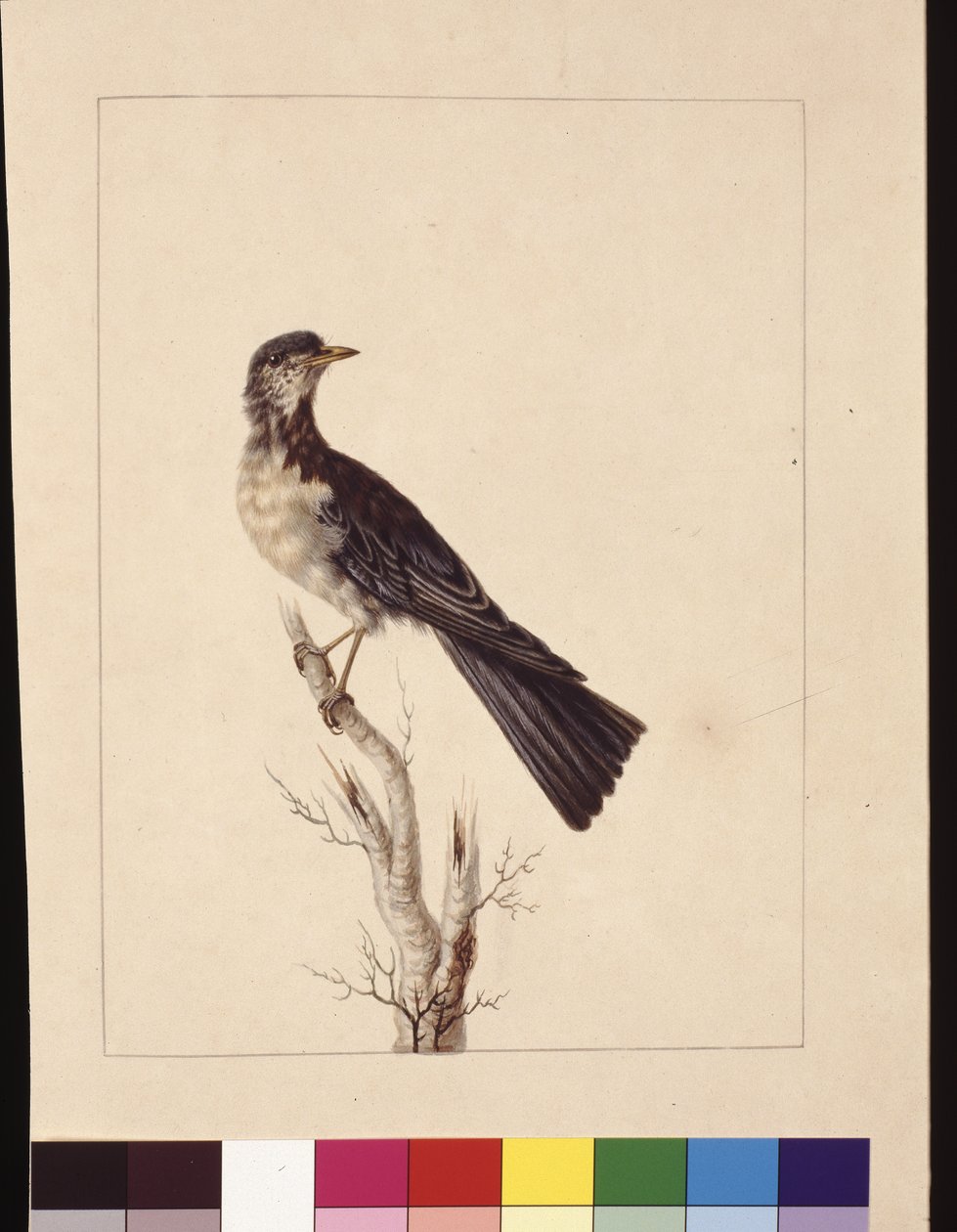 第 29 页。杰克逊港画眉。 现在被称为灰色画眉斑点鹌鹑画眉？，c.1789-90（水彩） 作者 莎拉·斯通（Sarah Stone）