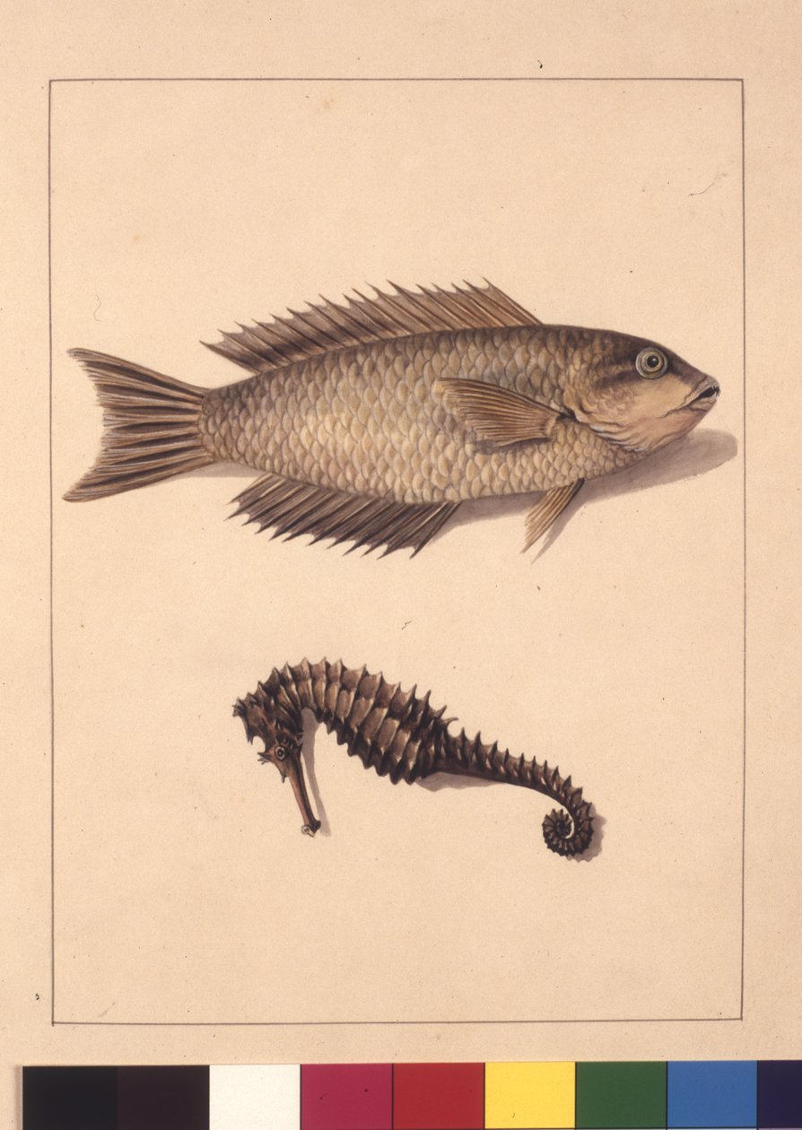 Page 2. Cyprinaceous Labrus and Hippocampus. Now known as Wrasse or Parrot, fish and Sea horse, c.1789-90 (watercolor) 作者 莎拉·斯通（Sarah Stone）