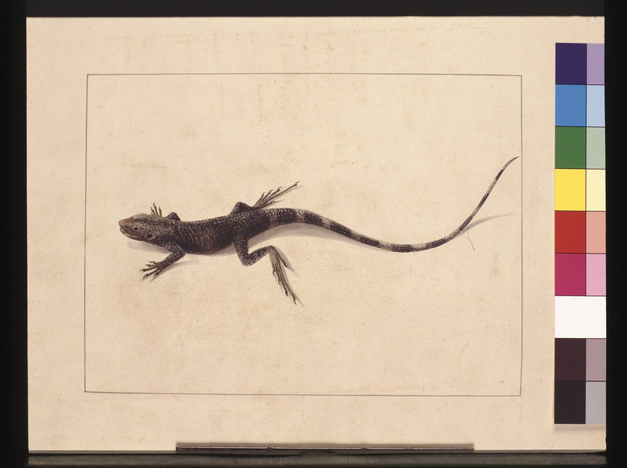 Page 31. Muricated Lizard. Now known as a Tree Dragon, c.1789-90 (watercolor) 作者 莎拉·斯通（Sarah Stone）