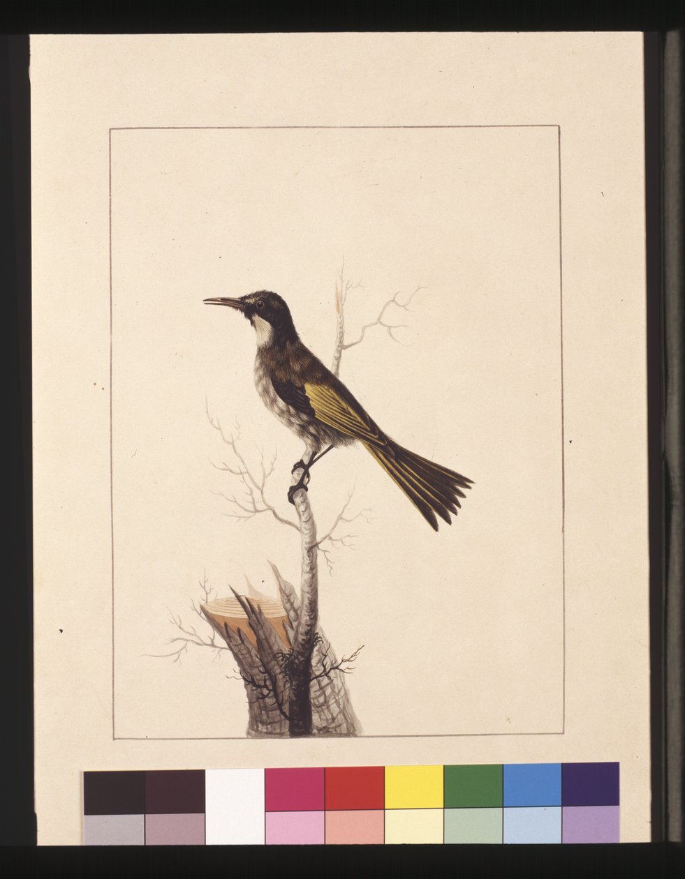 Page 5. New Holland Creeper. Now known as a White-cheeked honey eater, c.1789-90 (watercolor) 作者 莎拉·斯通（Sarah Stone）
