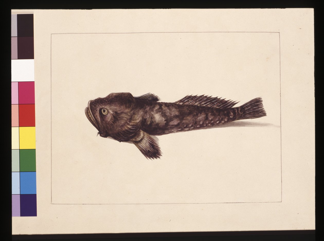 Page 8. Doubtful Lophius. Now known as a Frog Fish, c.1789-90 (watercolor) 作者 莎拉·斯通（Sarah Stone）