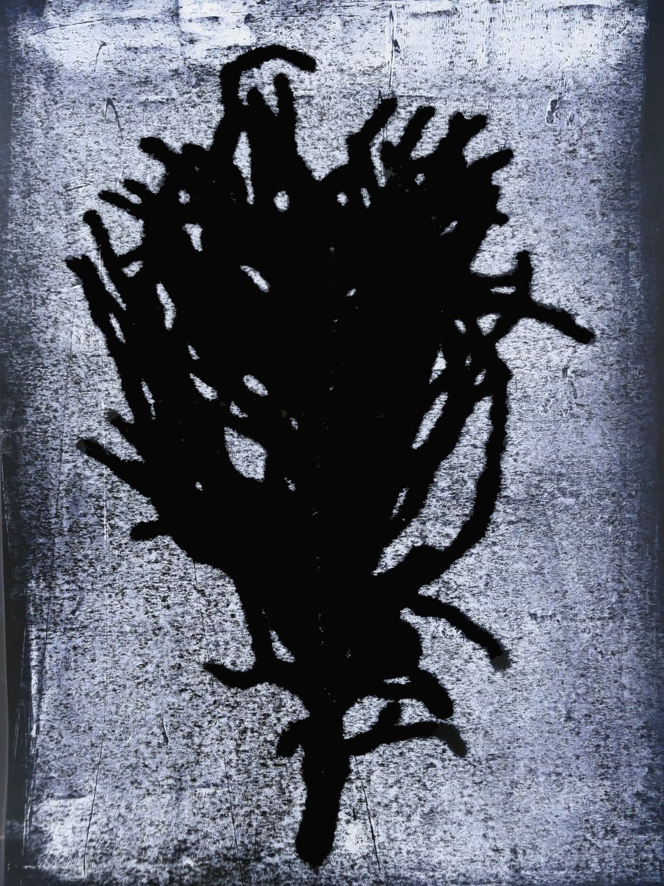 Black fern 2020 (monoprint) 作者 莎拉·汤普森·恩格斯