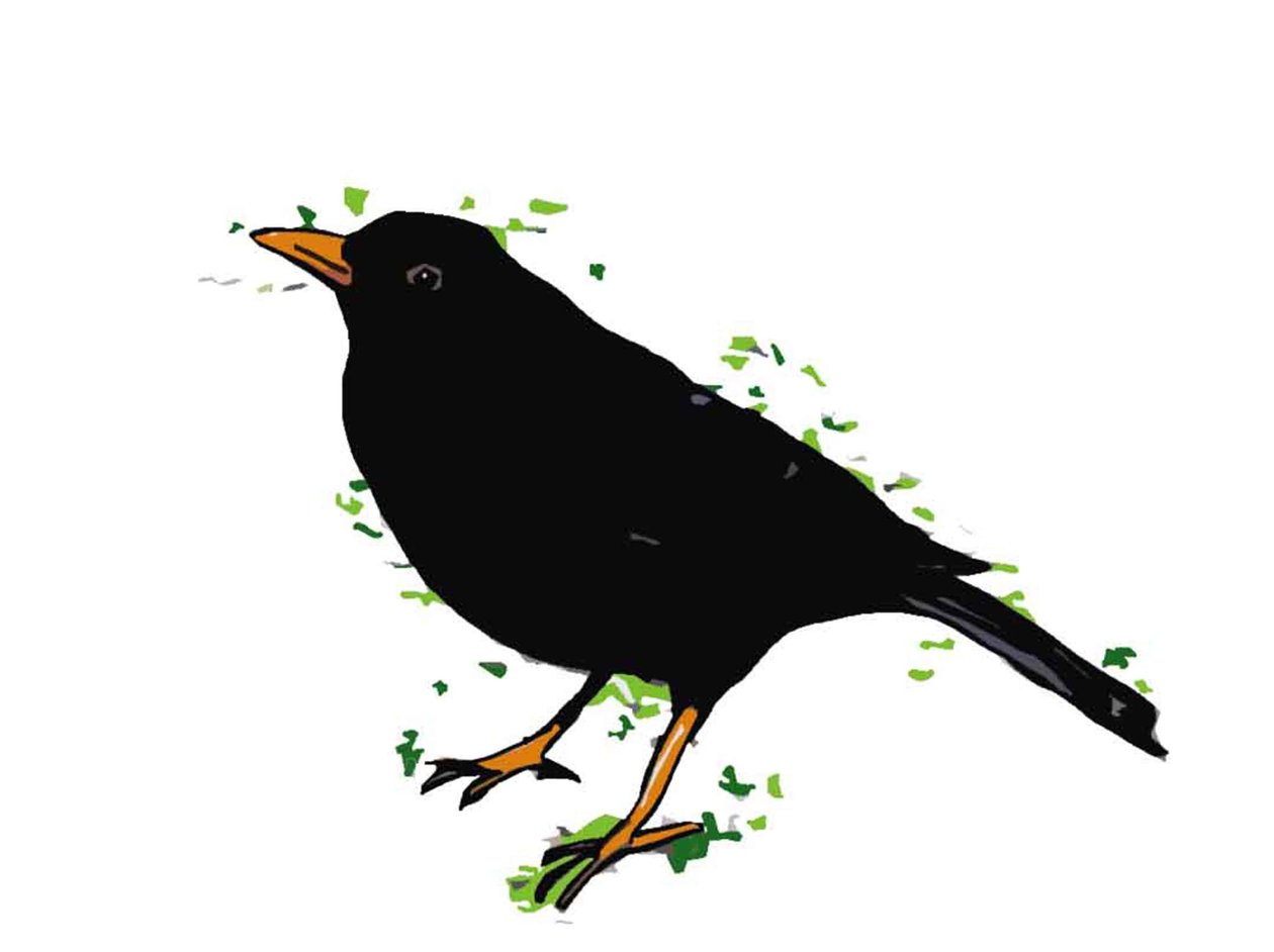 Blackbird,2018,(digital drawing) 作者 莎拉·汤普森·恩格斯