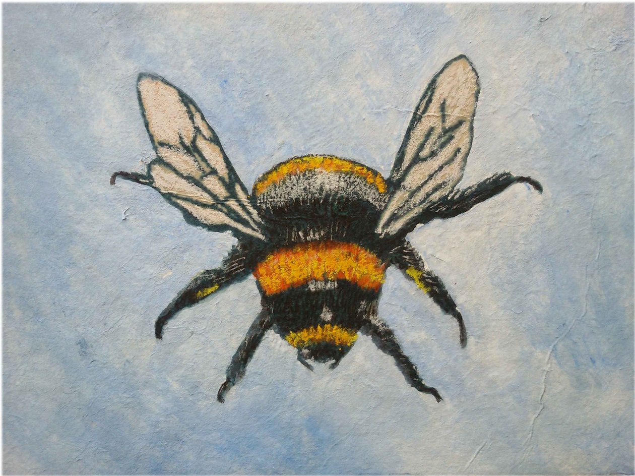 Bumble bee, 2015 (pastels & watercolours) 作者 莎拉·汤普森·恩格斯