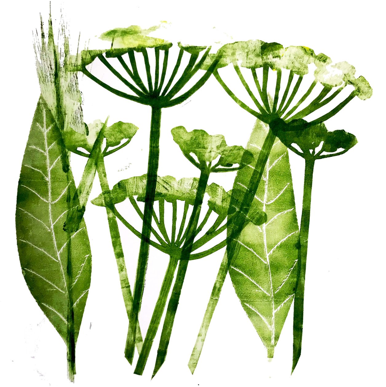 Cow Parsley in green,2019;(monoprint) 作者 莎拉·汤普森·恩格斯