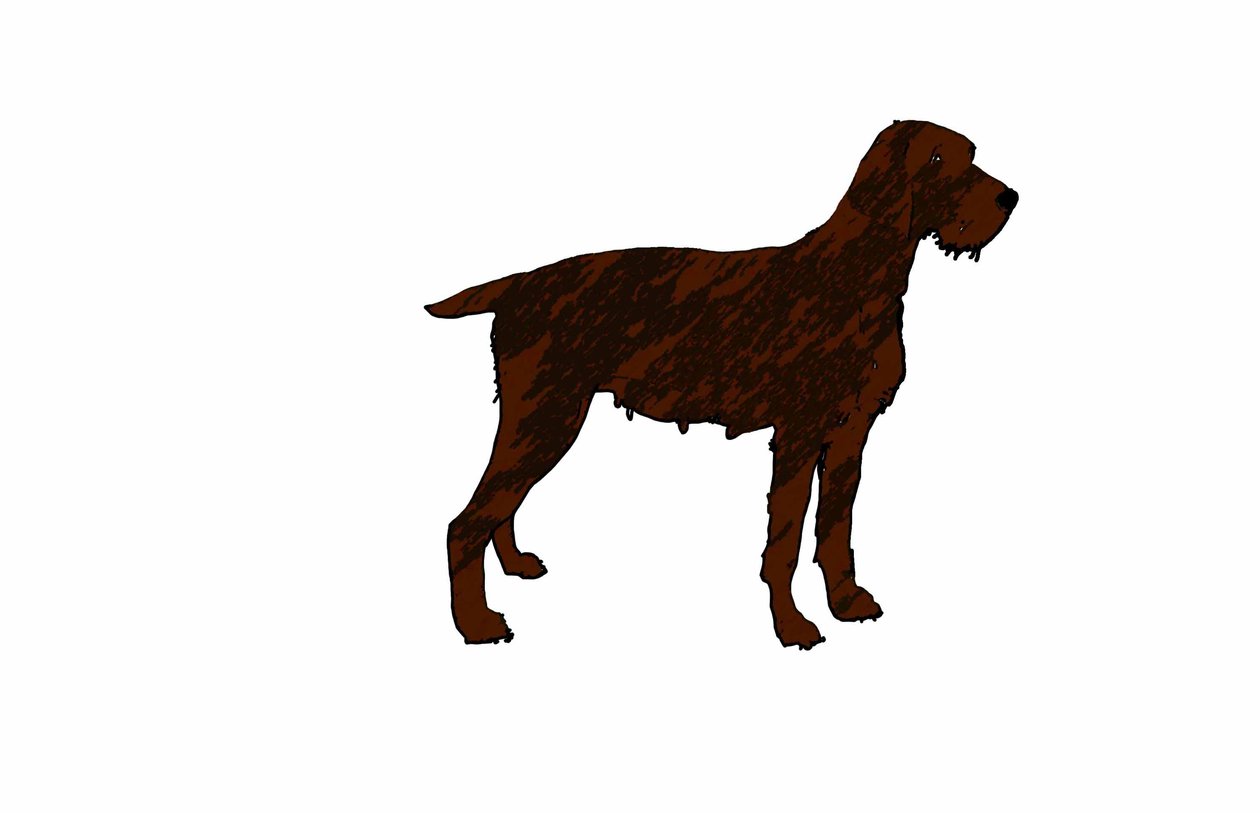 Dog,2018,(digital drawing) 作者 莎拉·汤普森·恩格斯