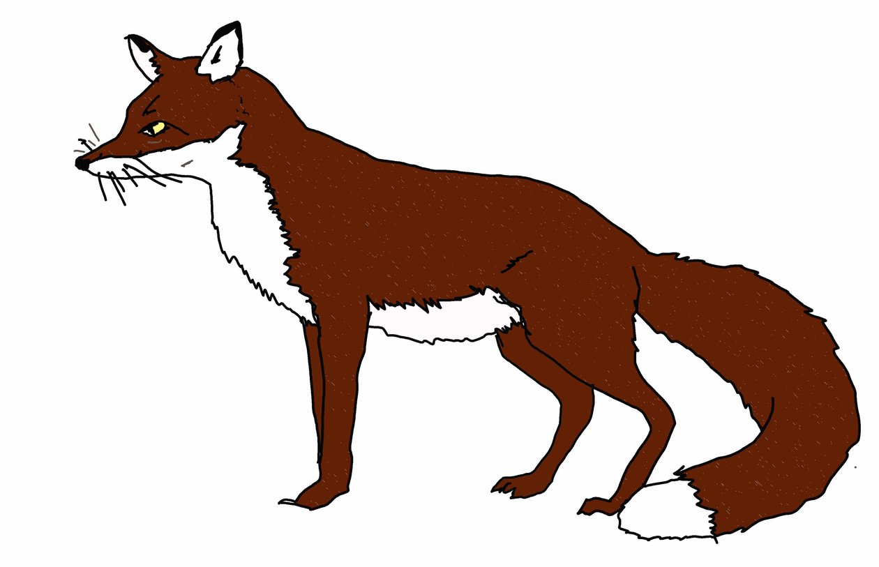 Fox,2018,(digital drawing) 作者 莎拉·汤普森·恩格斯