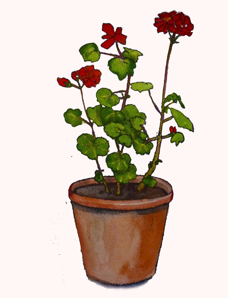 Geraniums in a flowerpot,2019,(watercolour) 作者 莎拉·汤普森·恩格斯