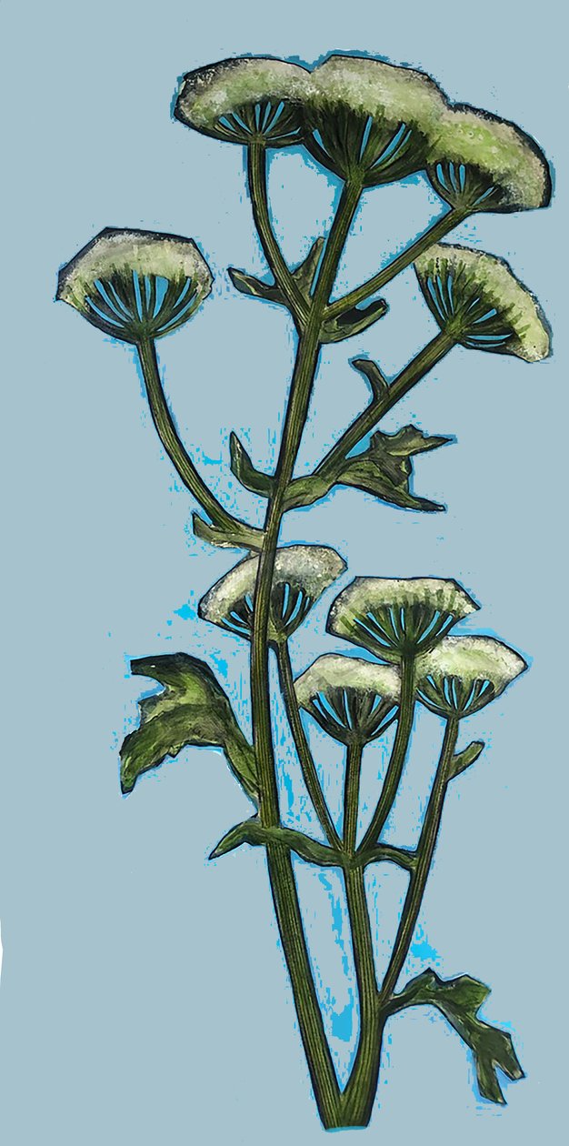 Hogweed 2020 (acrylic on board) 作者 莎拉·汤普森·恩格斯