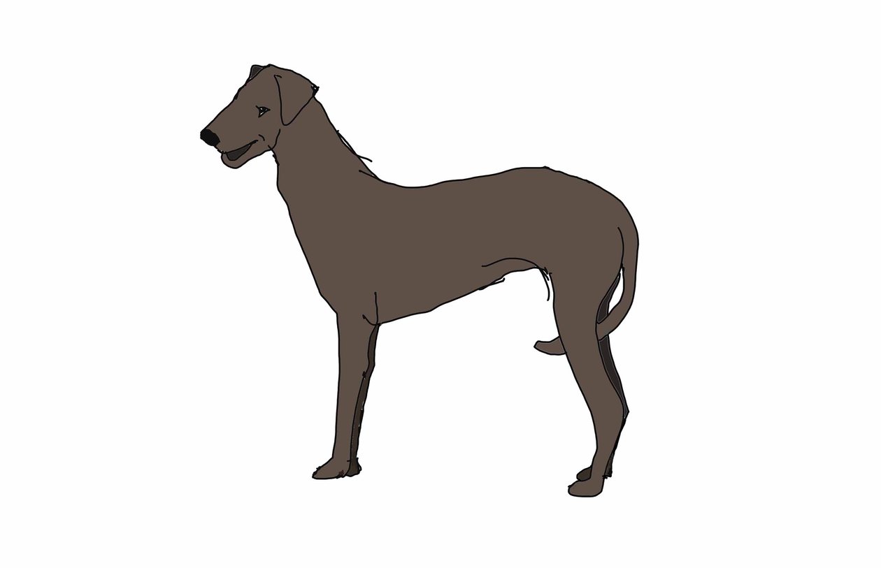 Hound,2018,(digital drawing) 作者 莎拉·汤普森·恩格斯