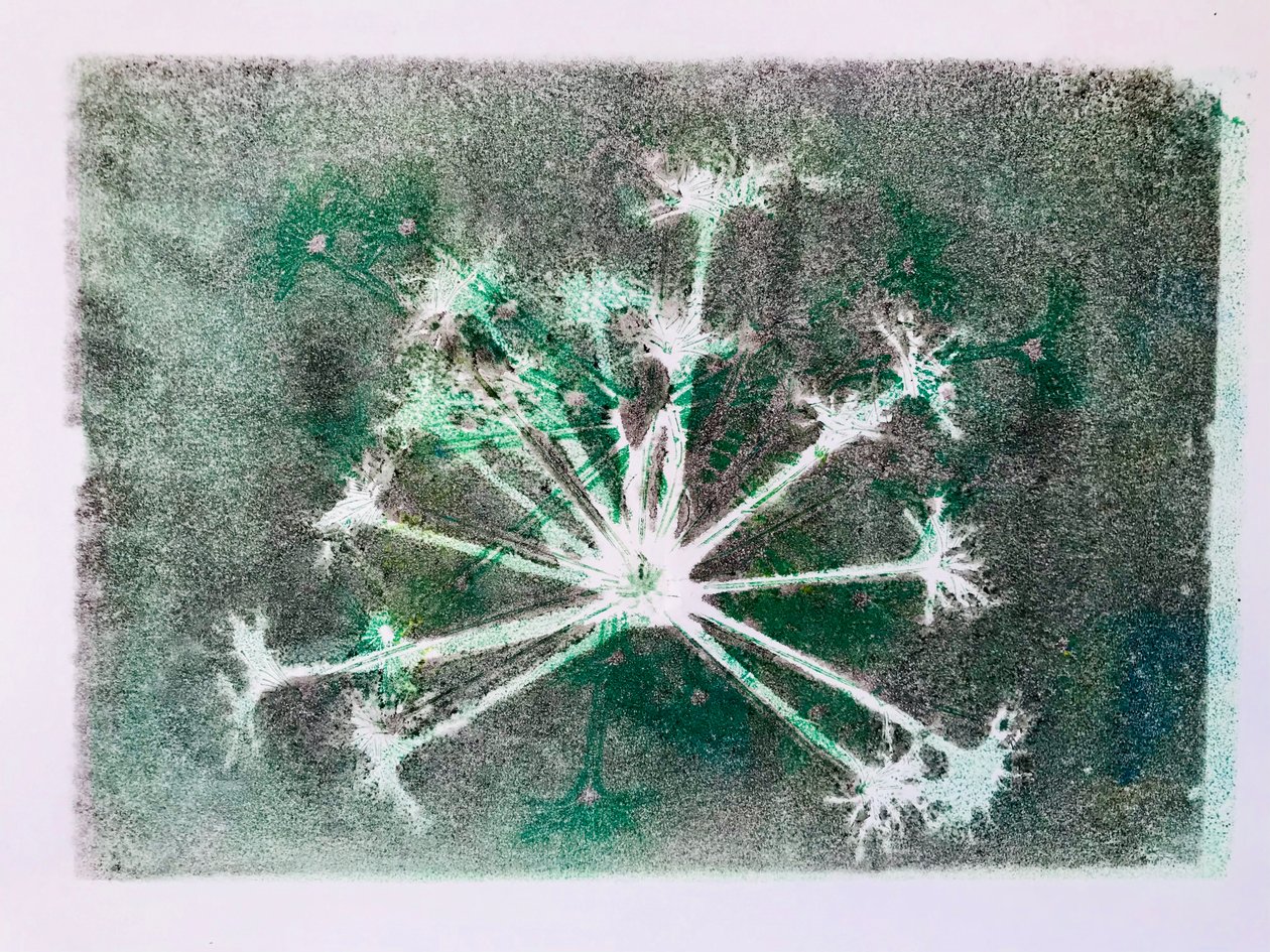 Seedhead I,2020,(monoprint) 作者 莎拉·汤普森·恩格斯
