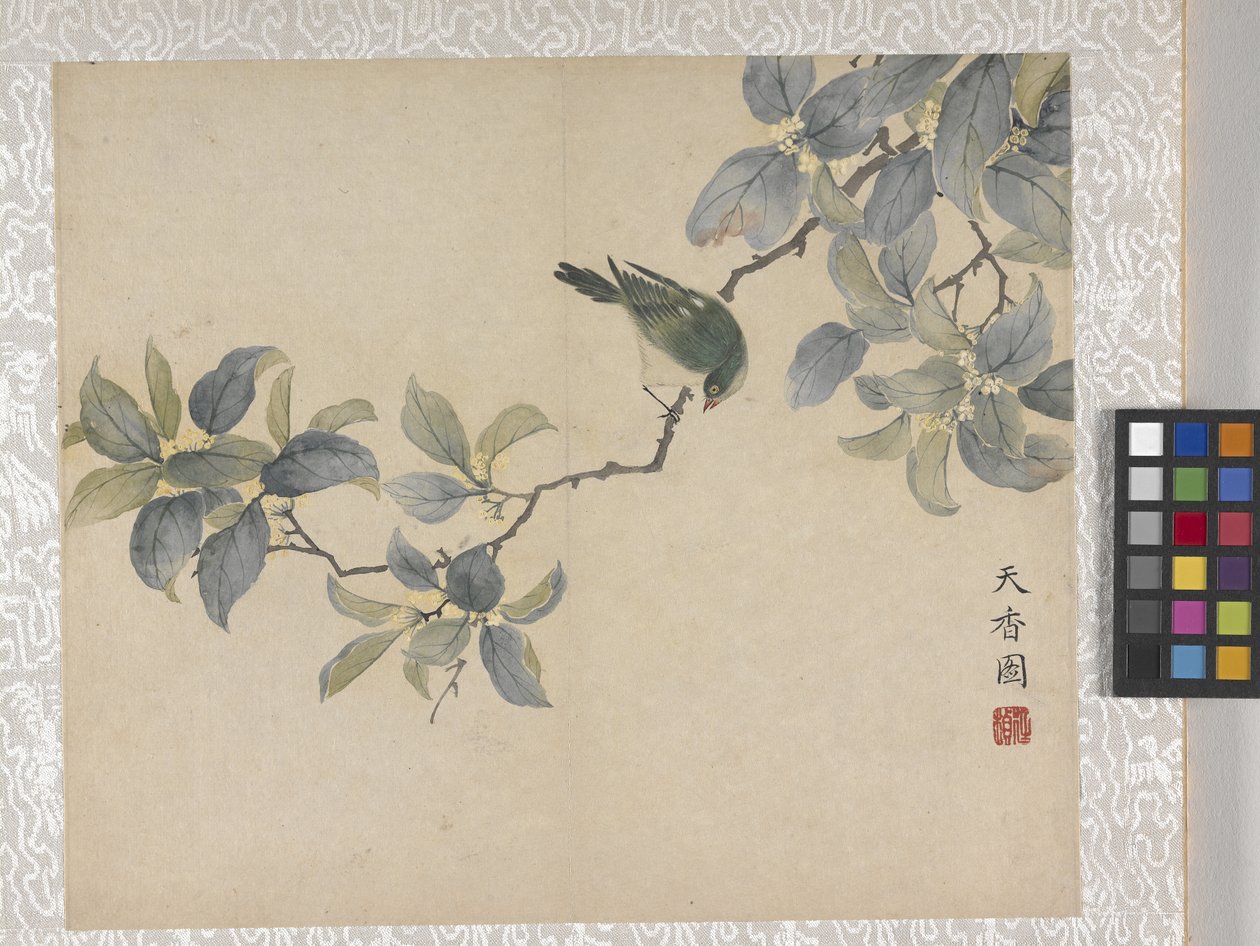 8 叶花卉册，17 世纪中期（纸张上的墨水和色彩） 作者 学校中文