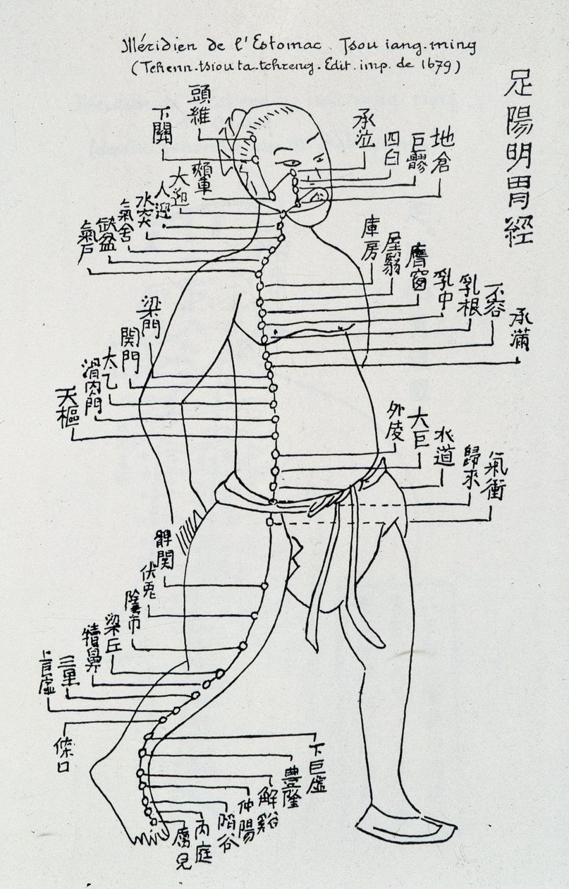 针灸：《胃经》，编。 作者 学校中文