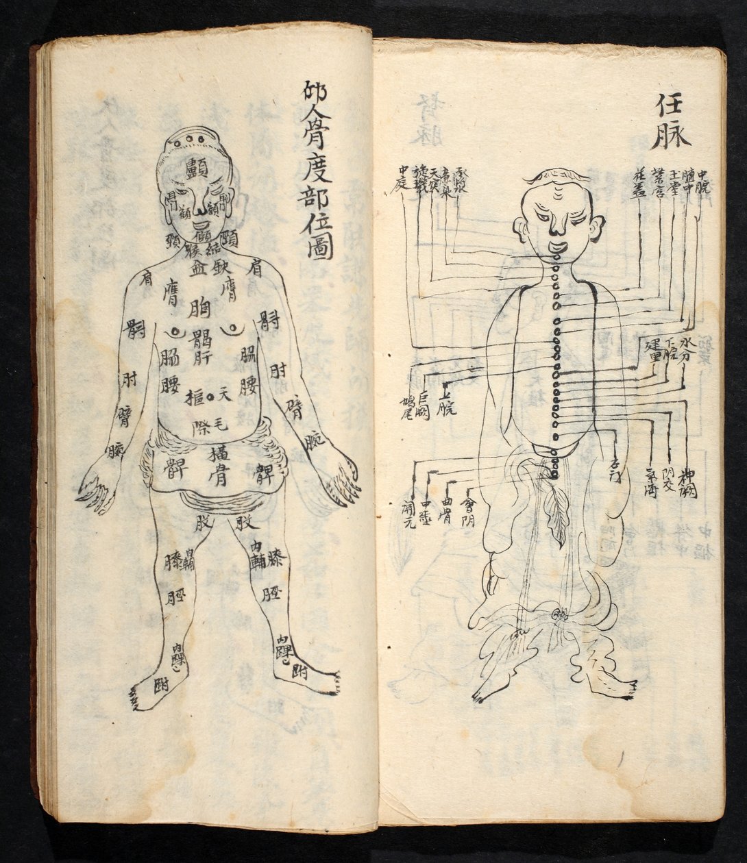 沿身体中线的穴位，出自经关气志，《穴位与经络的始末》，pub。 中国南方，18 世纪初（纸本水墨） 作者 学校中文