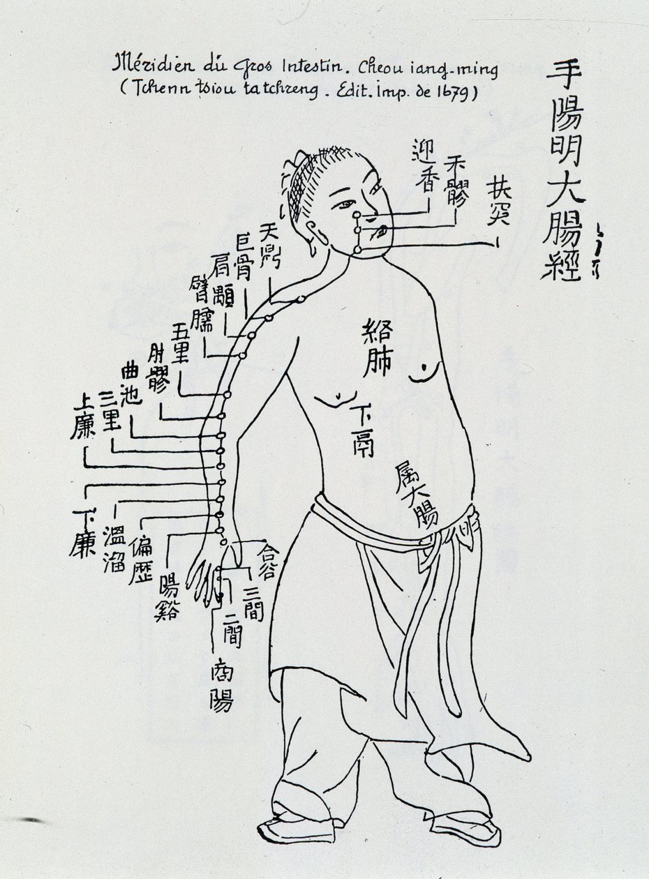 中国针灸：大肠经 作者 学校中文