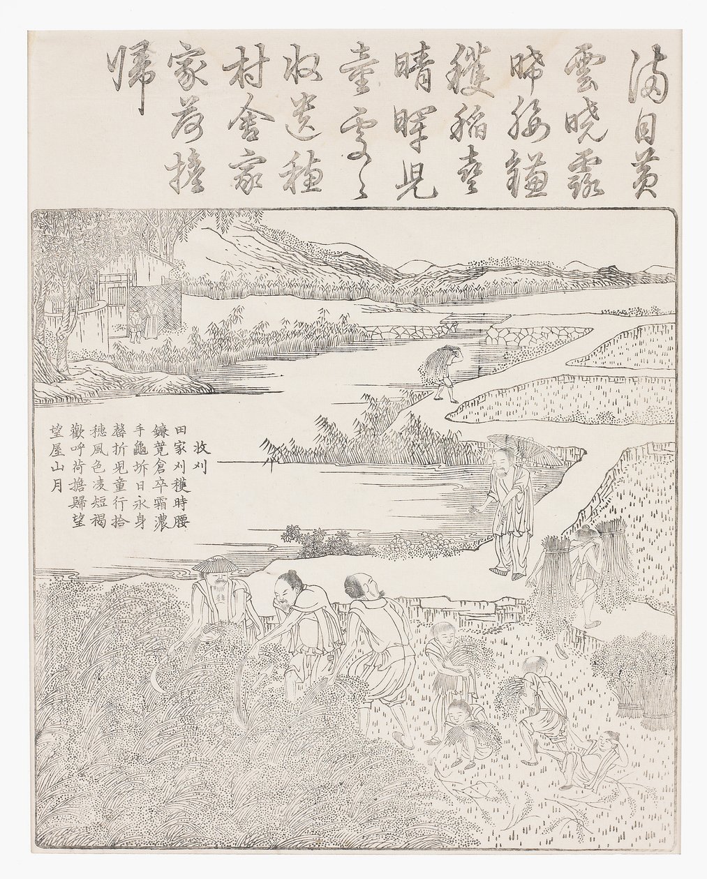 收割水稻 作者 学校中文