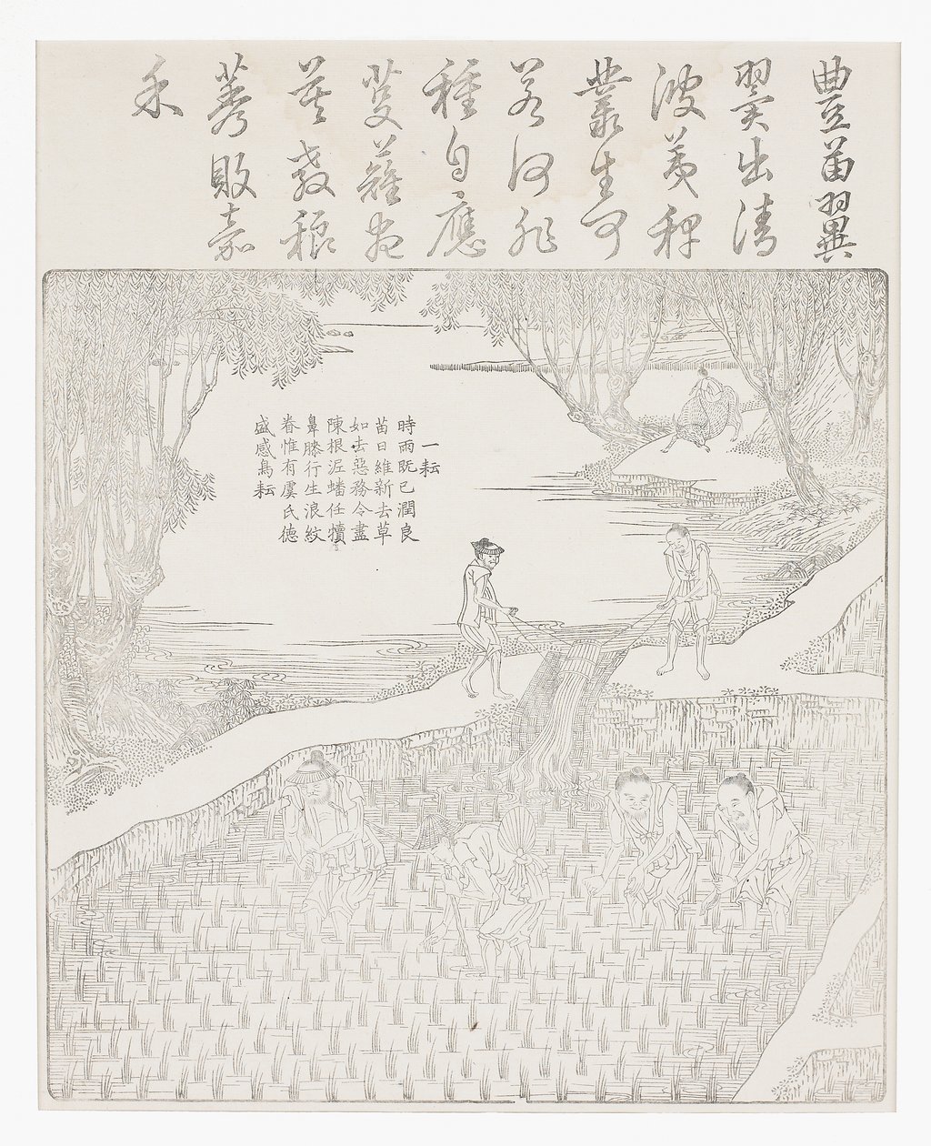 灌溉大米 作者 学校中文