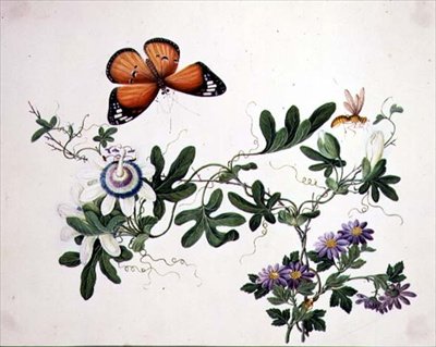 西番莲和蝴蝶（纸上水彩画 作者 学校中文