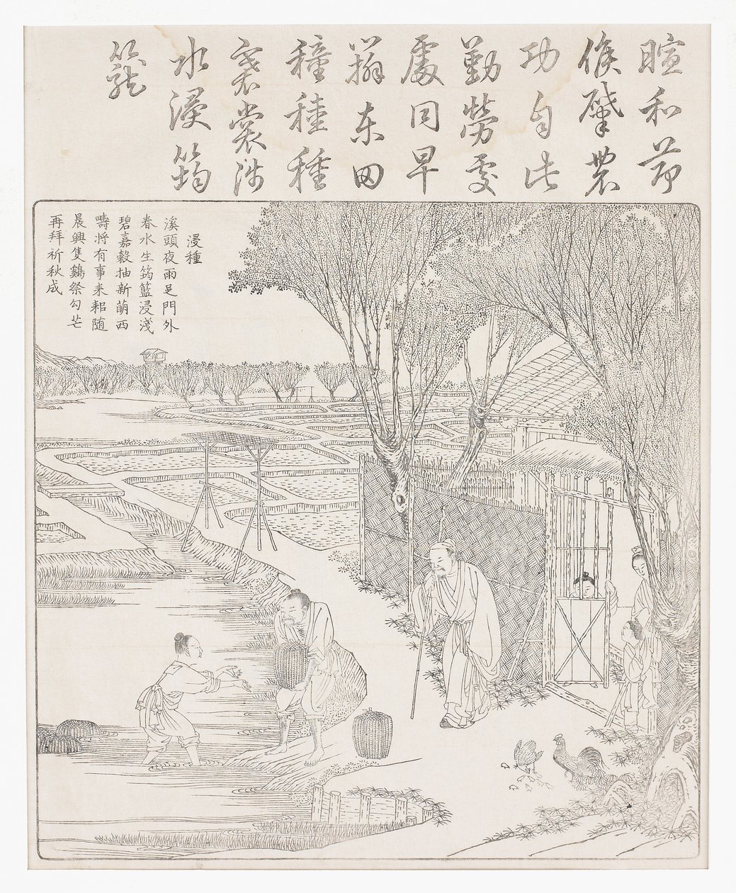 将种子米放入水中以帮助发芽。 作者 学校中文