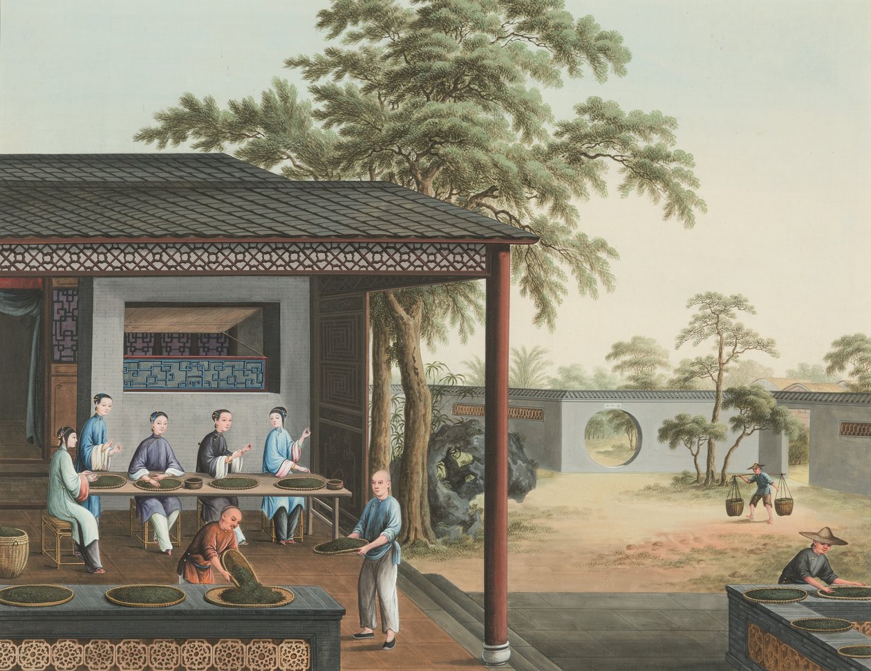 茶叶生产，约 1820 年（绢上体彩和金彩，铺在纸上） 作者 学校中文
