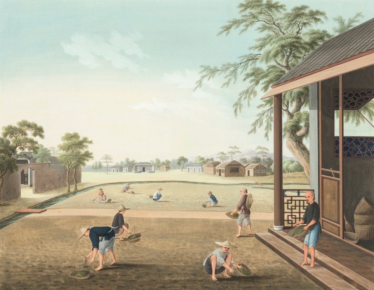 茶叶生产，约 1820 年（绢上体彩和金彩，铺在纸上） 作者 学校中文