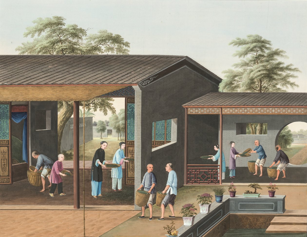 茶叶生产，约 1820 年（绢上体彩和金彩，铺在纸上） 作者 学校中文