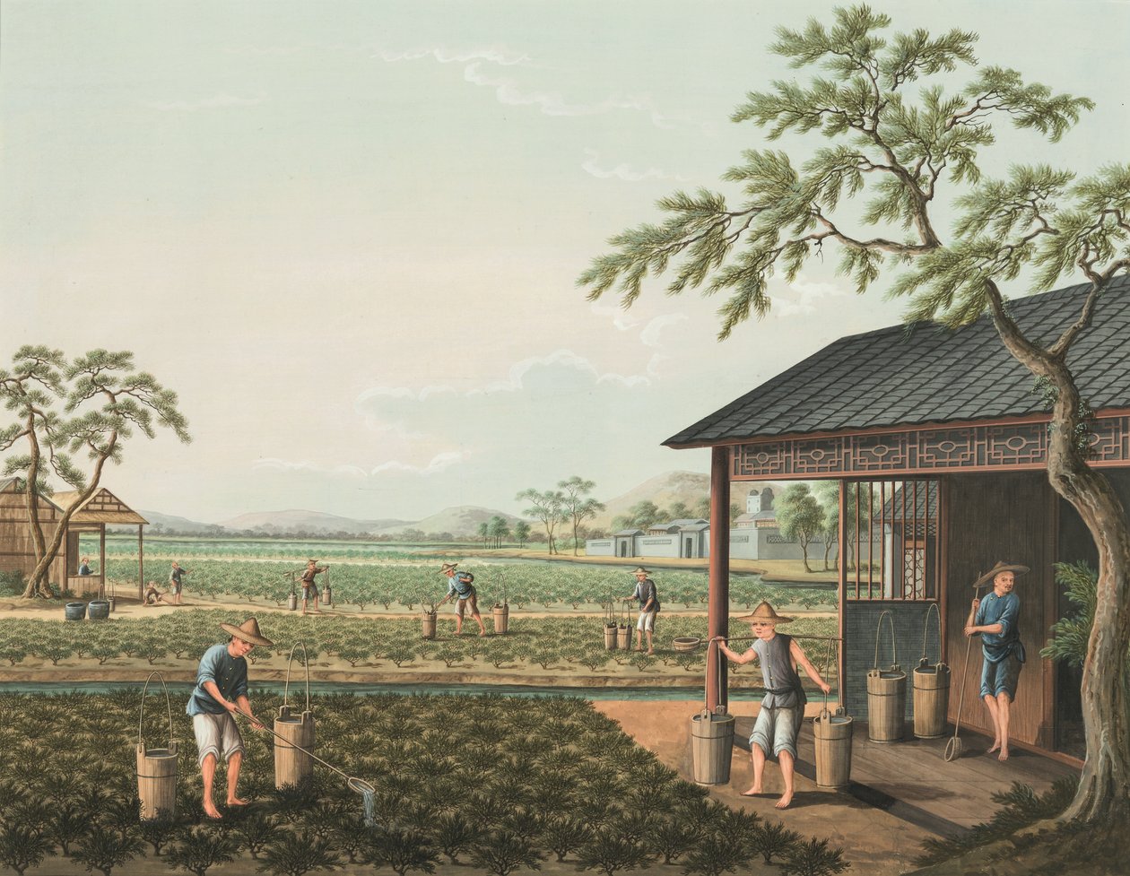 茶叶生产，约 1820 年（绢上体彩和金彩，铺在纸上） 作者 学校中文