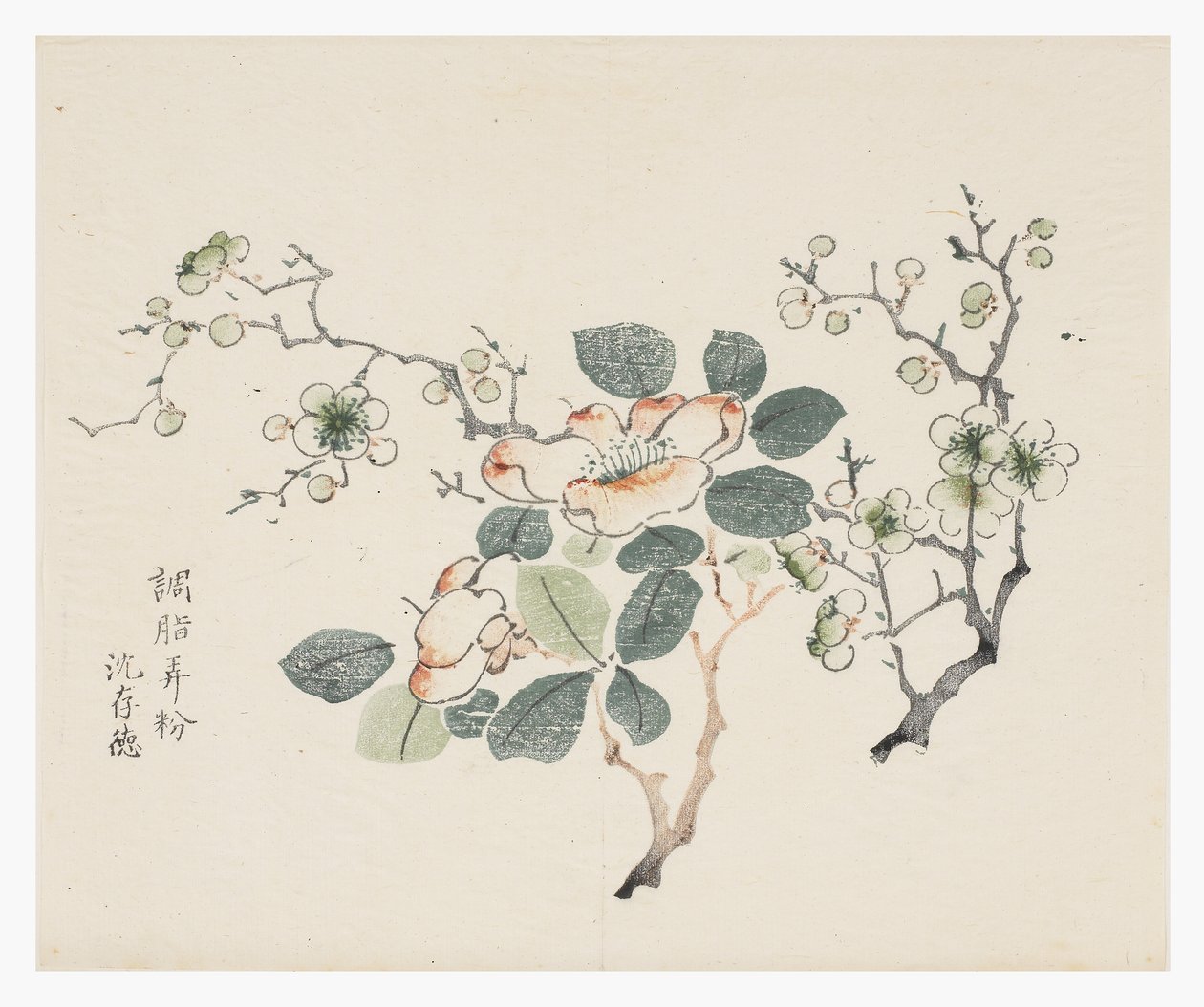 十竹系列 作者 学校中文
