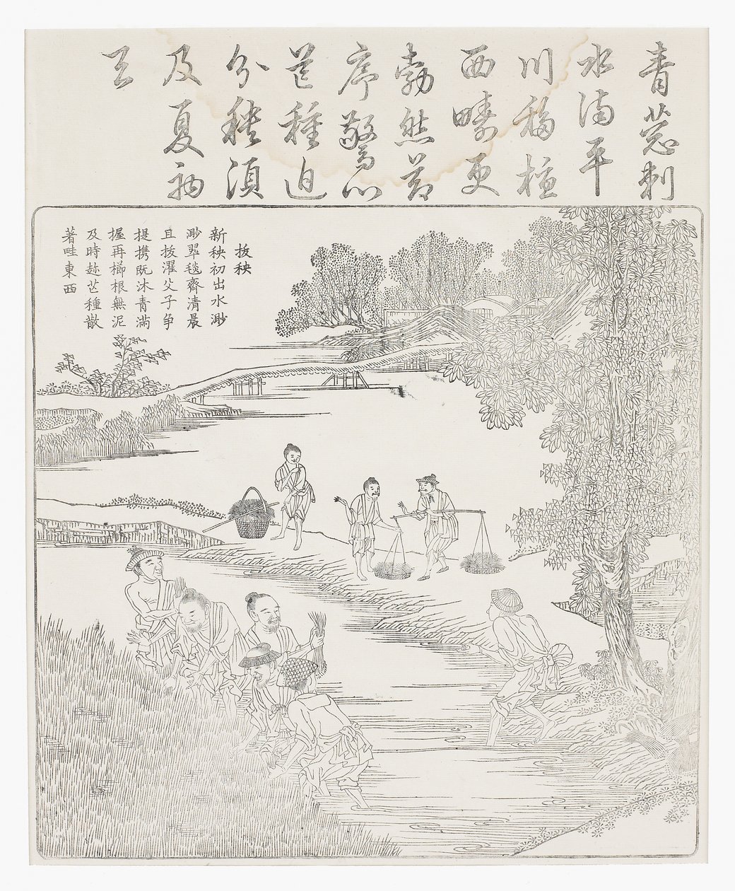 移栽水稻幼苗 作者 学校中文