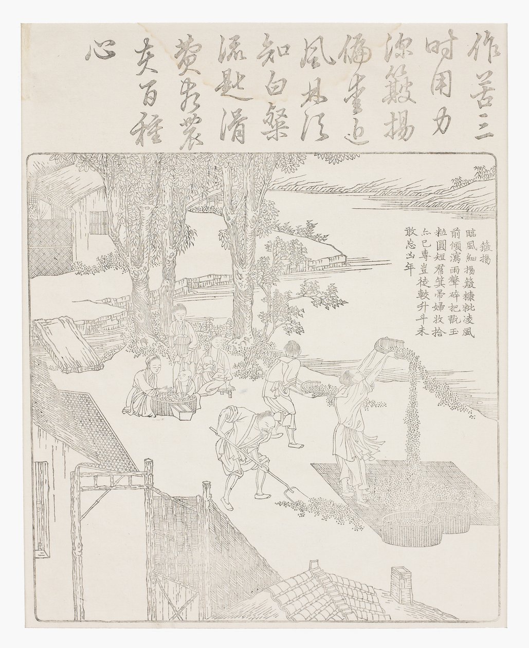 大米的风选 作者 学校中文