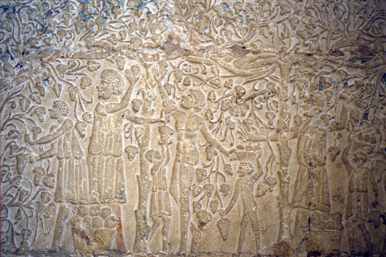 公元前 300 年，古埃及，壁雕/绘画，佩托西里斯墓，图纳埃尔吉贝尔，采摘葡萄酿酒（照片） 作者 埃及学校
