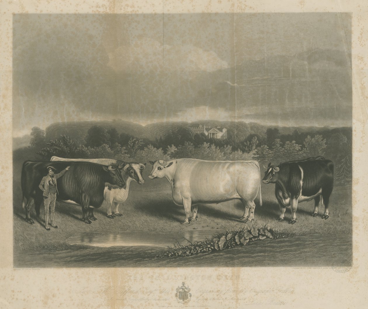 奇林顿--"奇林顿的牛"：夹印版画，nd [1838] (打印) 作者 学校英语