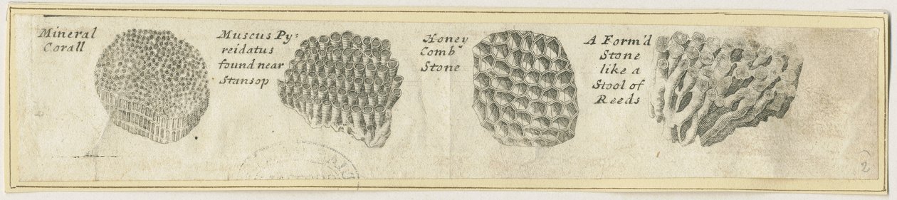 Dovedale - 矿物珊瑚：铜版雕刻，nd [?19世纪] (印刷品) 作者 学校英语