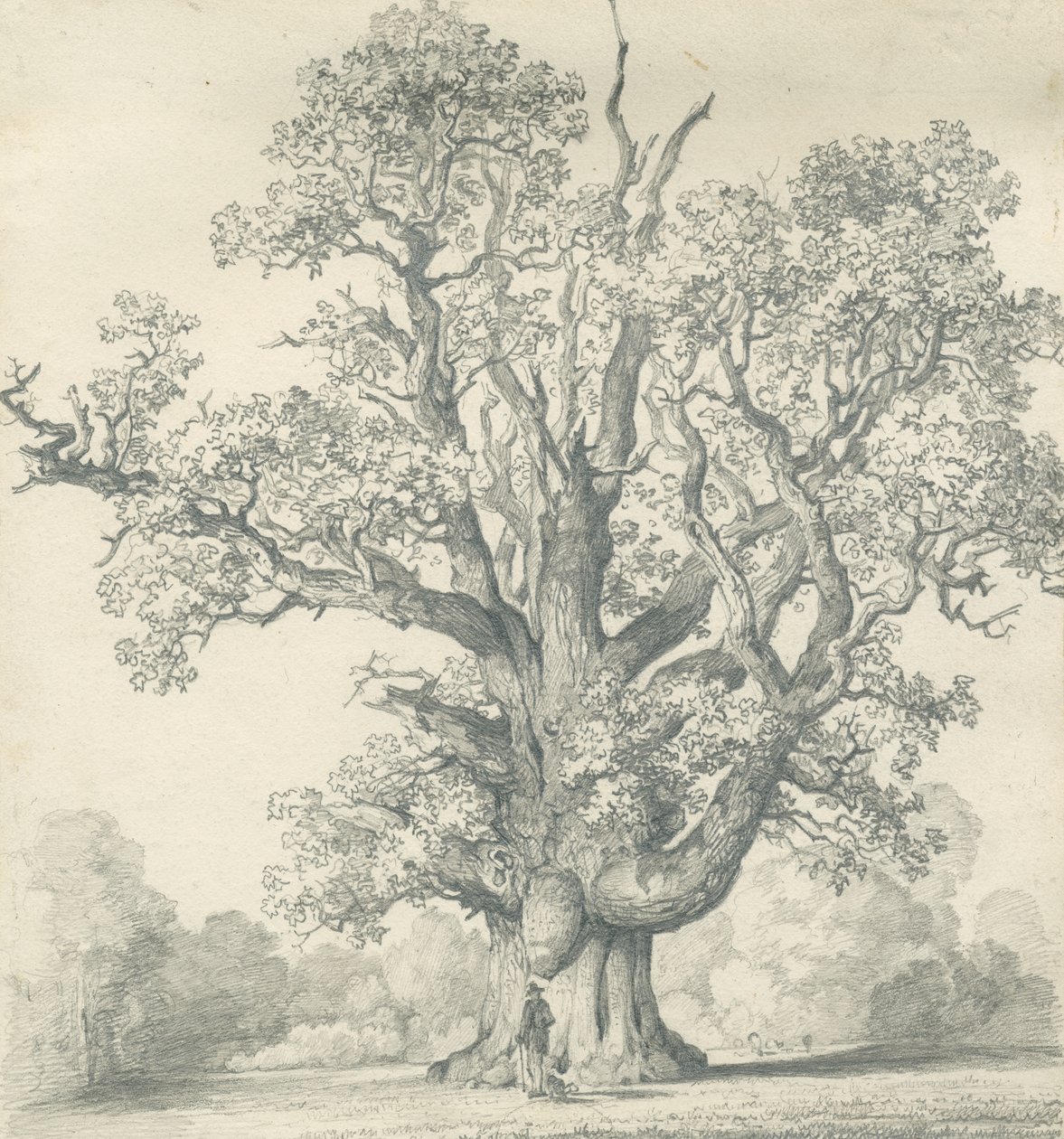 Needwood - Swipcar Oak：铅笔画，nd [？19 世纪]（绘画） 作者 学校英语