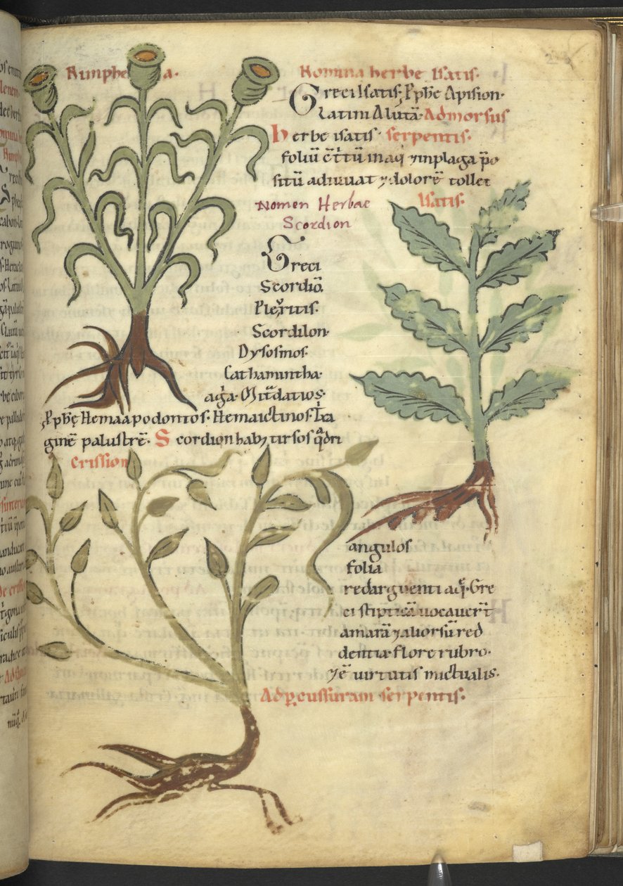 哈雷 4986 f.23 Nymphia; Isatis; Crision，选自伪阿普列乌斯-柏拉图的《De medicaminibus herbarum liber (A herbal)》、 作者 学校德语