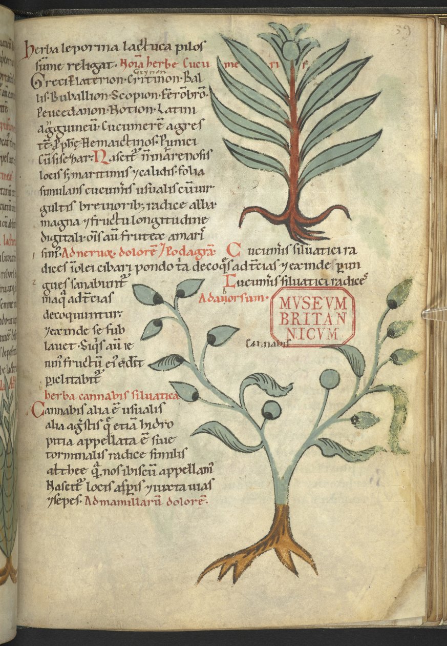 Harley 4986, f.39 Cucumeris; Cannabis, 选自《De medicaminibus herbarum liber》。(一种草药）（牛皮纸上的墨水和色彩） 作者 学校德语