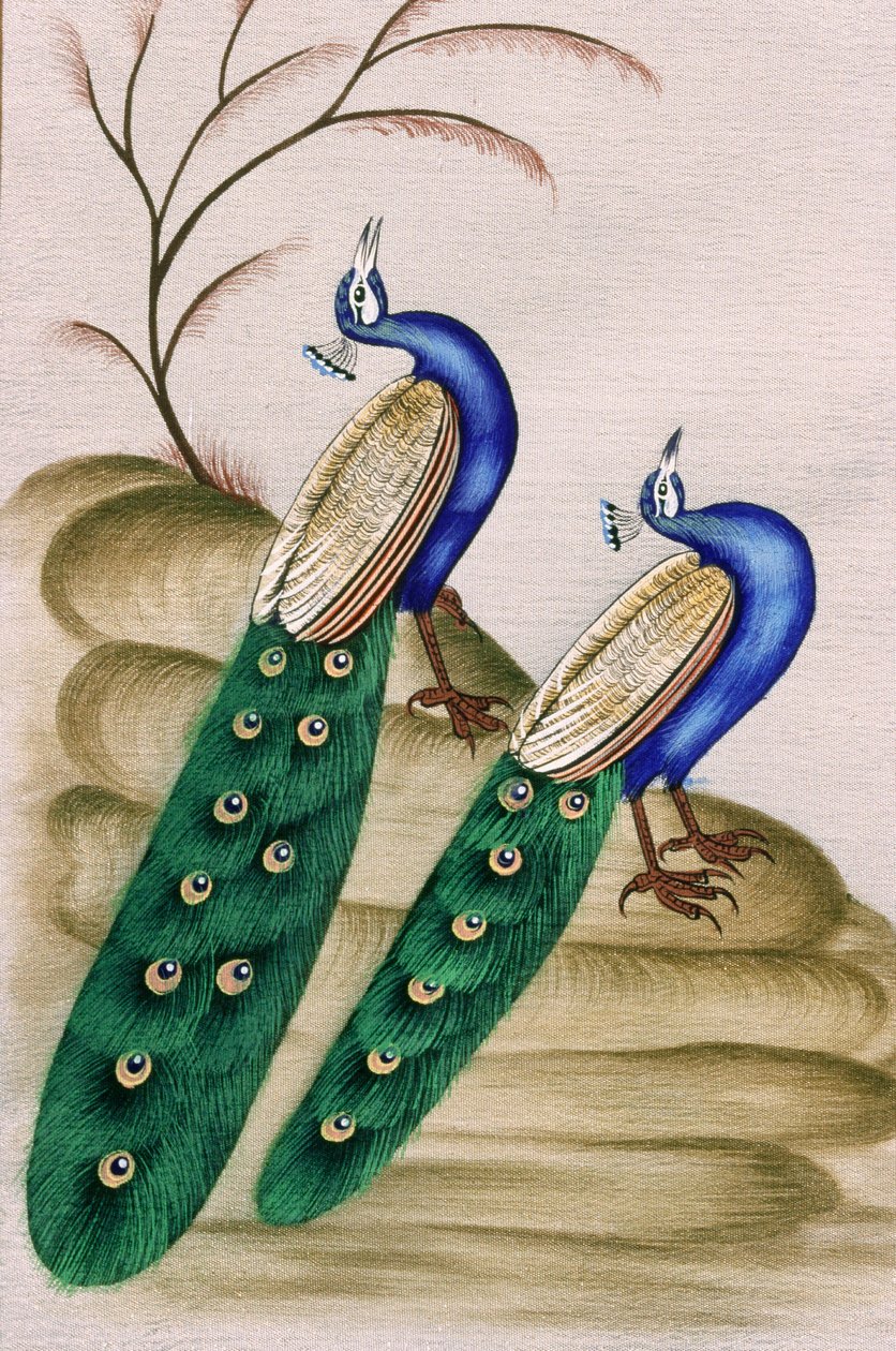 纸上微型绘画《孔雀 作者 印度学校