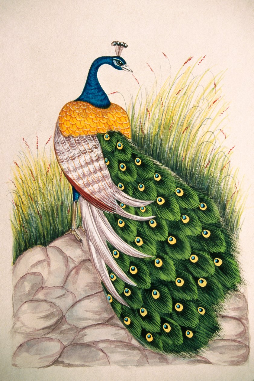 丝绸孔雀微型绘画 作者 印度学校