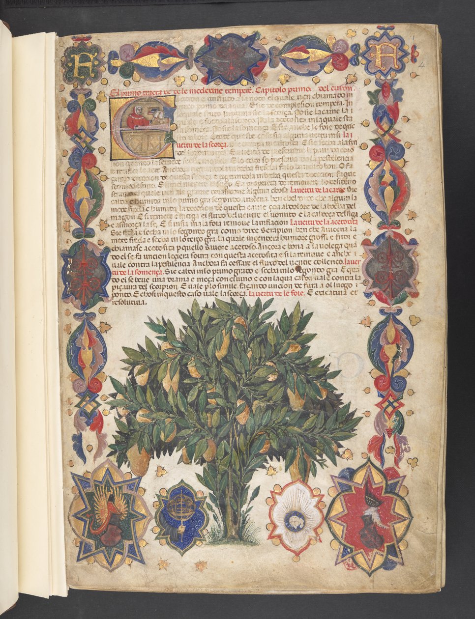 Egerton 2020 f.4r 带有纹章装饰和历史首字母 "E "的全边框，以及一棵树的缩影，选自《卡拉拉草药》，约 1390-1404 年（牛皮纸上的墨水、彩色和金色）。



抄写员雅各布-菲利波 作者 学校意大利语