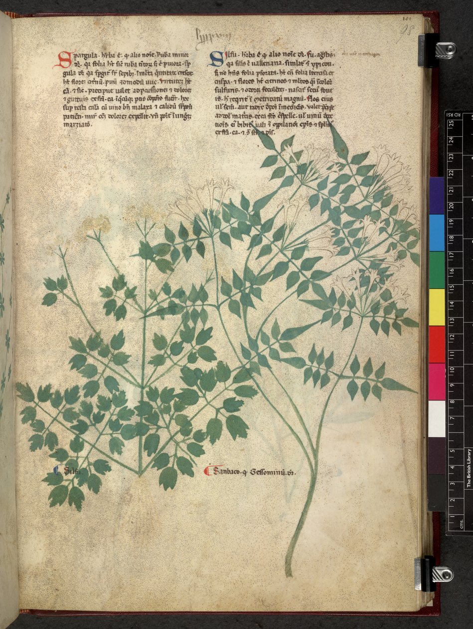 埃杰顿 747 Spargula 和 Self，《Tractatus de herbis》（草药），约 1280-1310 年（牛皮纸上的墨水和彩色）。 作者 学校意大利语