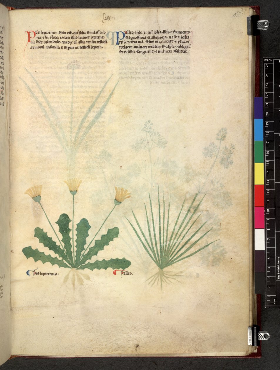 埃格顿 747 Tractatus de herbis（《本草纲目》），约 1280-1310 年（牛皮纸上的墨水和色彩） 作者 学校意大利语