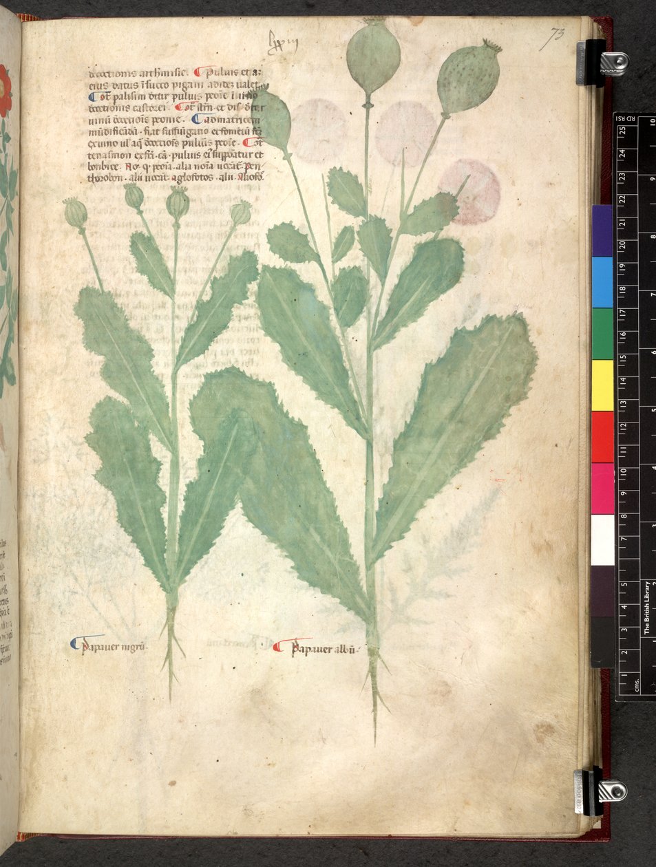 埃格顿 747 Tractatus de herbis（《本草纲目》），约 1280-1310 年（牛皮纸上的墨水和色彩） 作者 学校意大利语